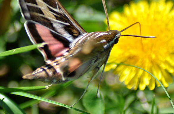 Stripped-Hummingbird-Moth slide3