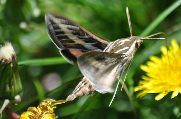 Stripped-Hummingbird-Moth slide4