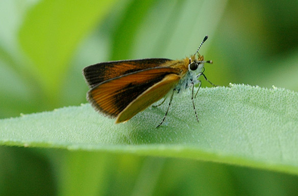 Tawny-edged-Skipper3