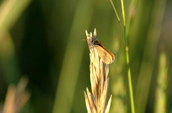 Tawny-edged-Skipper4