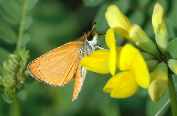 Tawny-edged-Skipper5