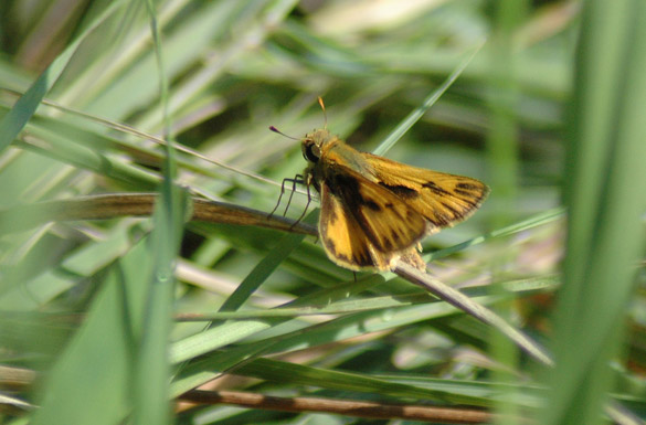 Tawny-edged-Skipper7