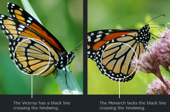 Viceroy-VS-Mon59b9f75846