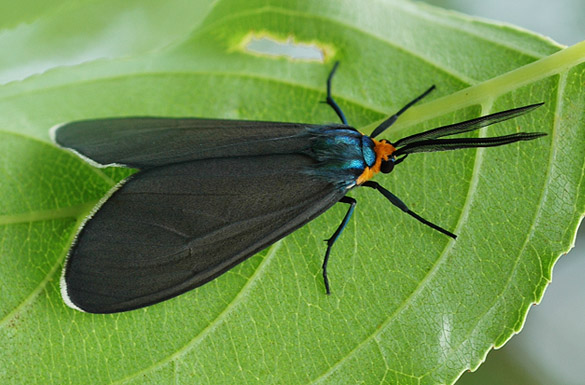 Virginia-Ctenucha-Moth3