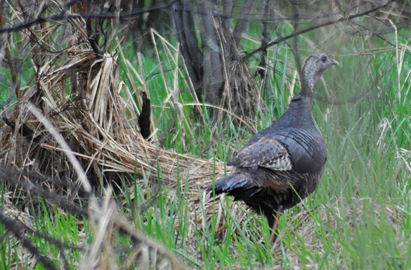 Wild-Turkey5