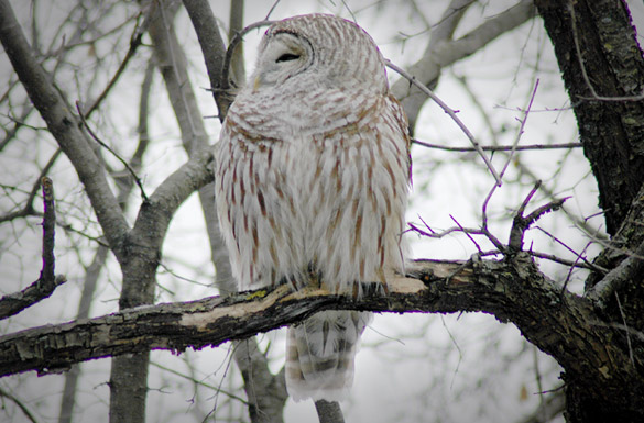 barred-owl1