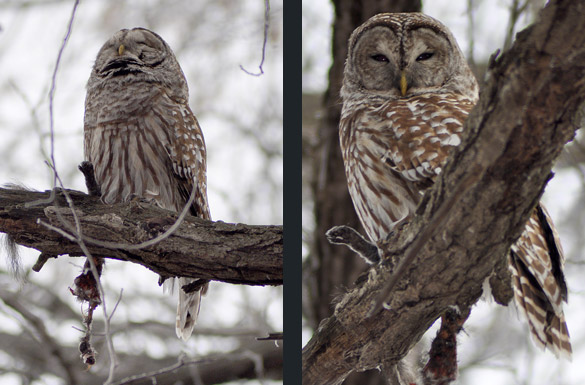 barred-owl7