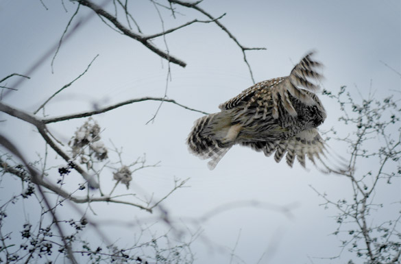 barred-owl95a9655dead