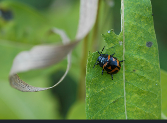 beetles179e31f6a3d