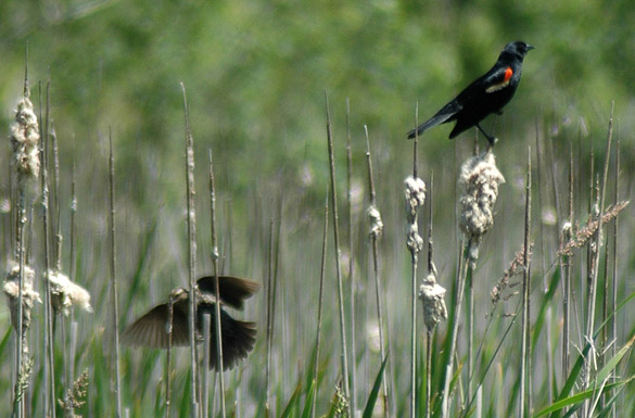 blackbird-pair