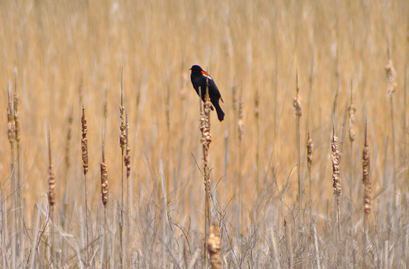 blackbird2