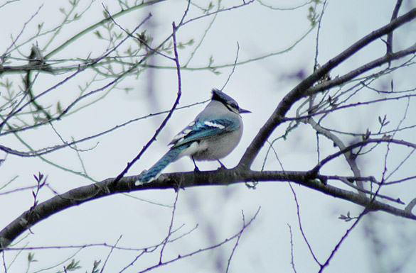 blue-jay075c0b1d02