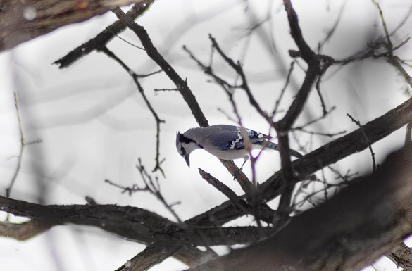 bluejay2