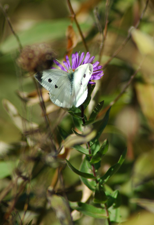 cabbage-white-9aa995c702