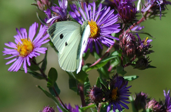 cabbage-white-slide1