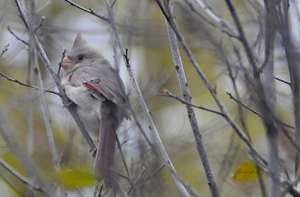 cardinal-female