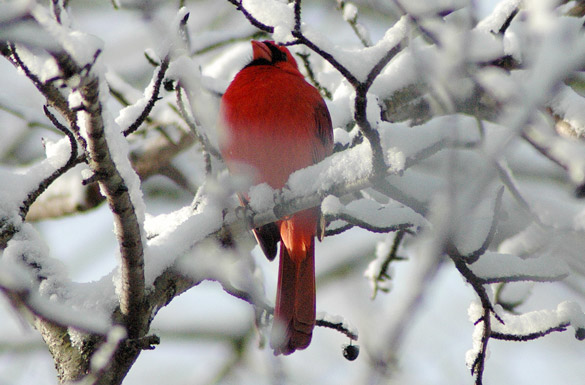 cardinal2