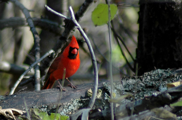 cardinal20f33b84f9c