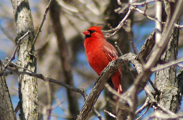 cardinal27e84409c8a