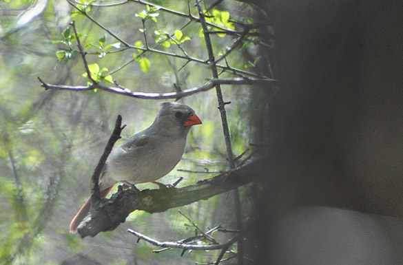 cardinal2a4ee48264f