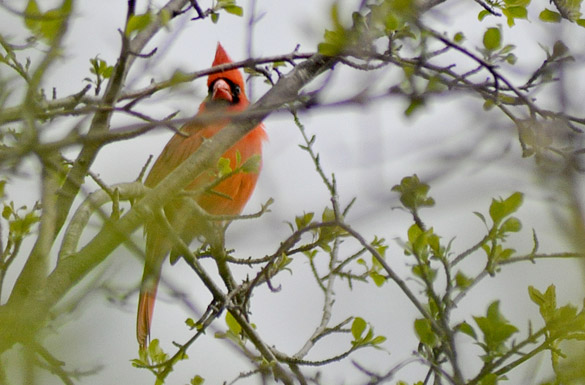 cardinal311190b6927