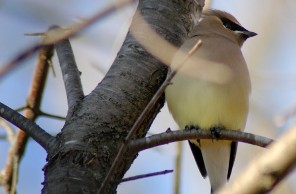 cedar-waxwing2