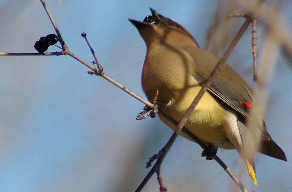 cedar-waxwing3