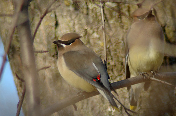 cedar-waxwing4