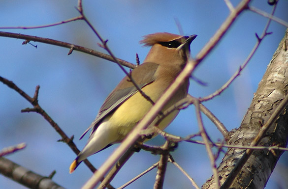 cedar-waxwing 2-NEW