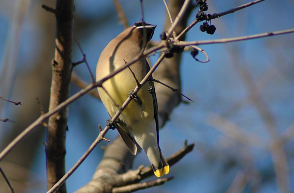 cedar-waxwing 3-NEW