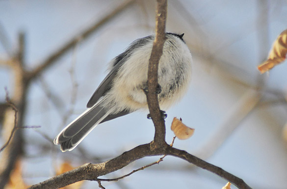 chickadee-new1