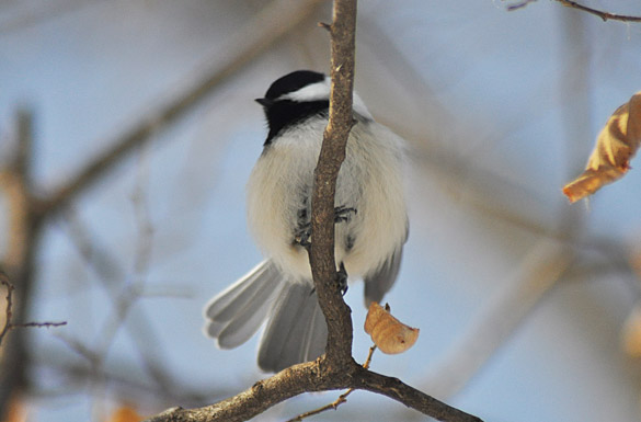 chickadee-new2