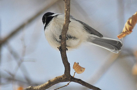 chickadee-new3