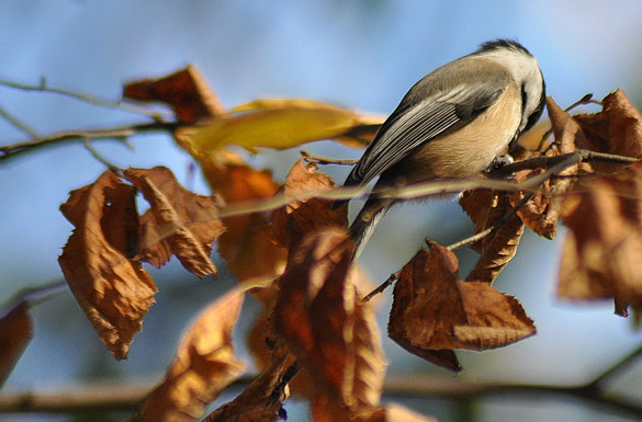 chickadee