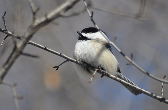 chickadee10