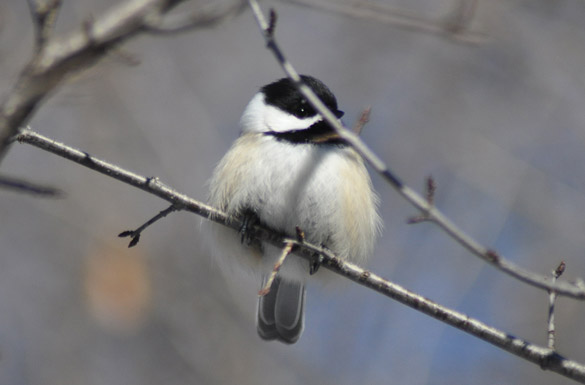 chickadee11