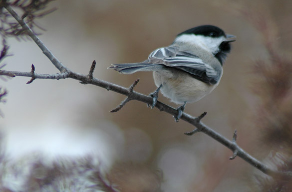 chickadee139111a4ecb