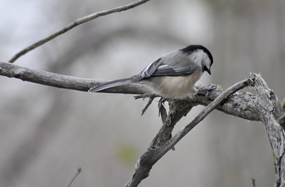 chickadee1a8c4242102