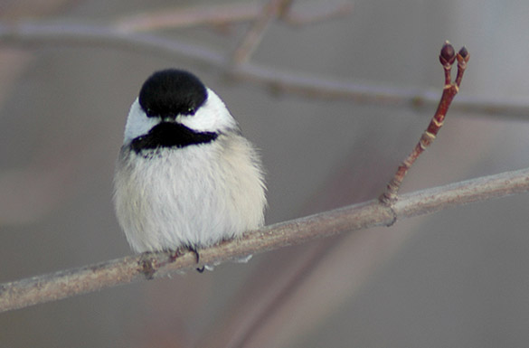 chickadee2