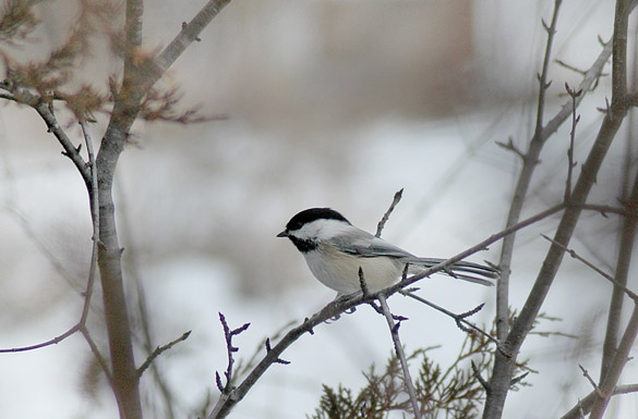 chickadee20d3a34b5b0