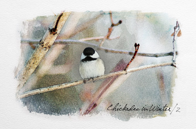 chickadee2c44c3a75d9