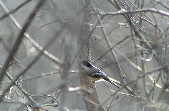 chickadee3