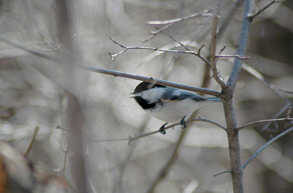 chickadee411013b479f