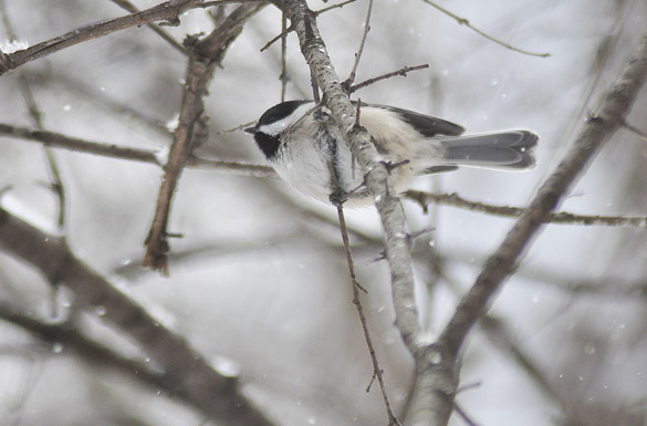 chickadee69887469bf8