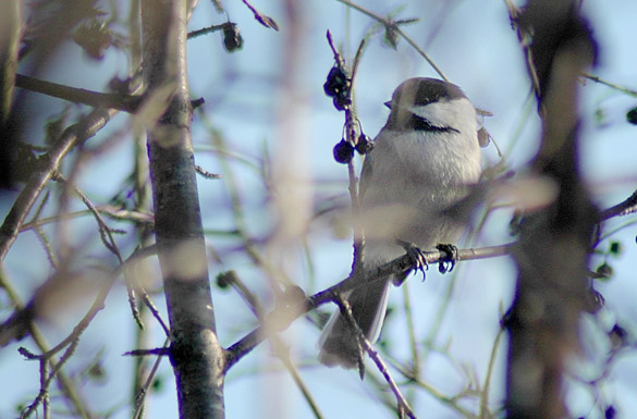 chickadee8