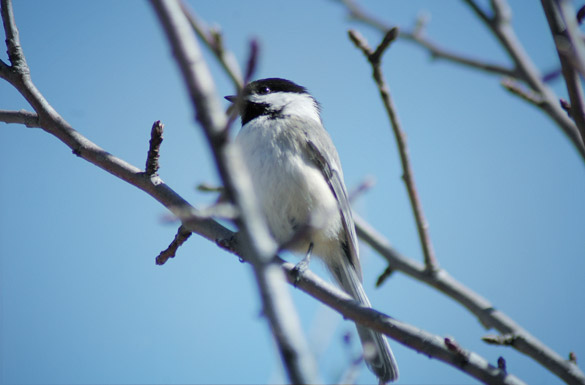 chickadee9