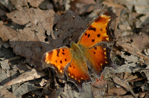 comma-slide1