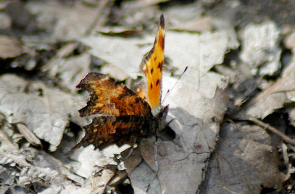 comma-slide2