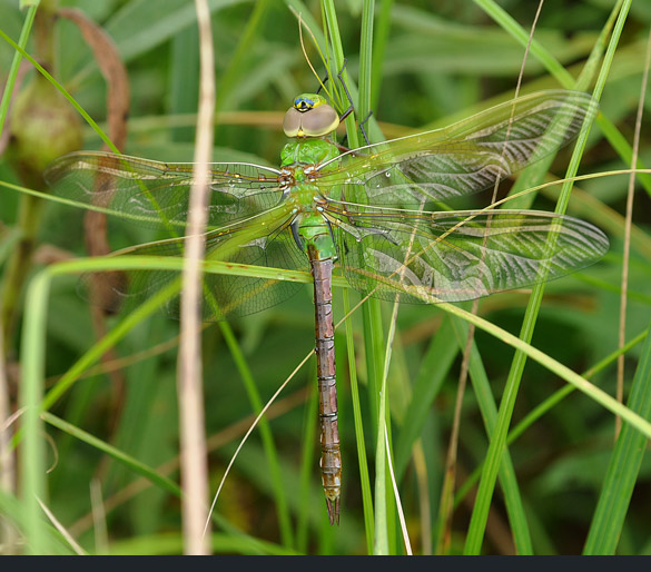 common-green-darner1 585-width