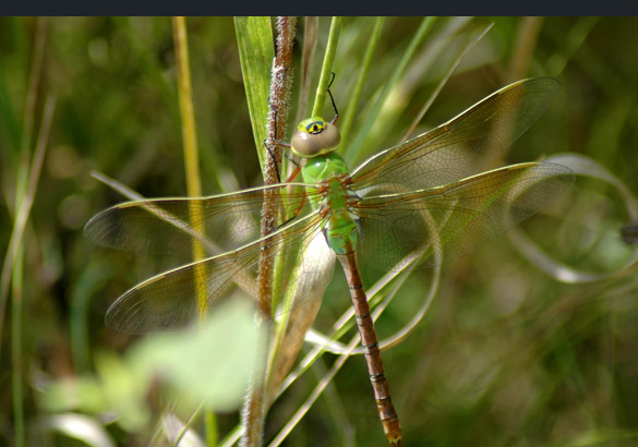 common-green-darner3 585-width